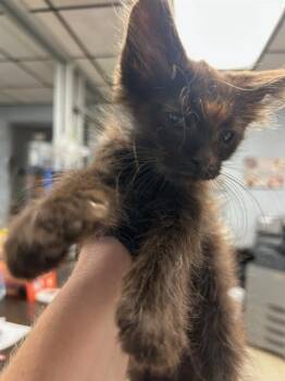 Rescue Domestic Long Hair Cats for Adoption in Stockton, California - CHARLIE | PetCurious