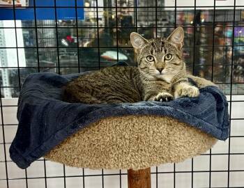 Rescue Domestic Short Hair Cats for Adoption in Mississauga, Ontario - Misty-Pet Valu Port Credit | PetCurious