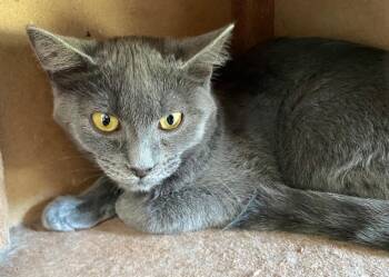 Stapleton -  Domestic Short Hair Cat for Adoption in Cumming, Georgia - Stapleton | PetCurious
