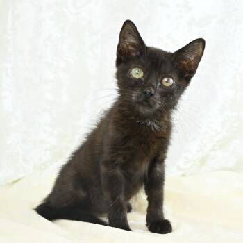 Rescue Domestic Short Hair Cats for Adoption in Mobile, Alabama - Hope | PetCurious
