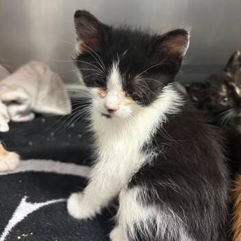 Domestic Short Hair Cats Available for Adoption in Columbus, Georgia - Bravo | PetCurious