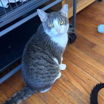 Douglas -  Domestic Short Hair Cat for Adoption in Huntington, New York - Douglas | PetCurious