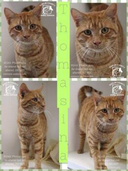 American Shorthair and Domestic Short Hair Cats Available for Adoption in Kenansville, North Carolina - Thomasina | PetCurious