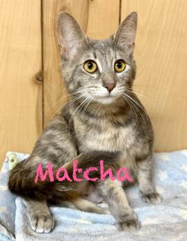 Domestic Short Hair Cats Available for Adoption in Frewsburg, New York - Matcha | PetCurious