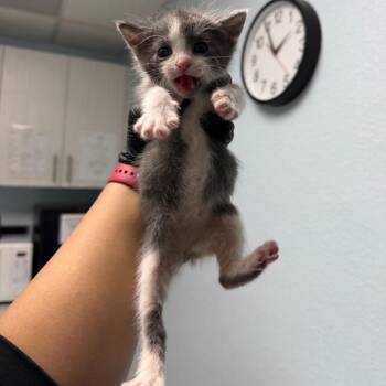 Domestic Short Hair Cats Available for Adoption in Riverside, California - Lilly | PetCurious