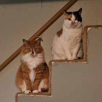 Juno -  Domestic Medium Hair Cat for Adoption in Downers Grove, Illinois - Juno | PetCurious