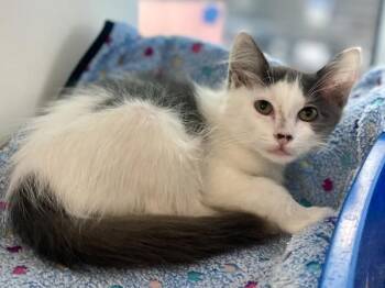 Gunter -  Domestic Medium Hair Cat for Adoption in Austin, Texas - Gunter | PetCurious