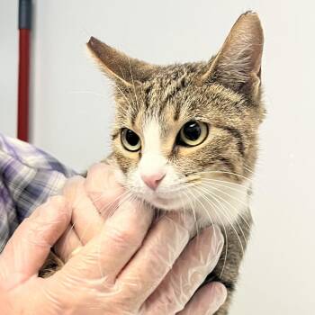 Jewel -  Domestic Short Hair Cat for Adoption in Las Vegas, Nevada - Jewel | PetCurious