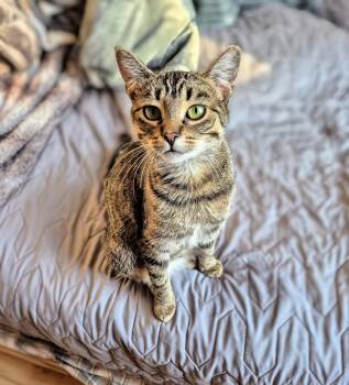 Rescue Domestic Short Hair Cats for Adoption in Winnipeg, Manitoba - Anja | PetCurious
