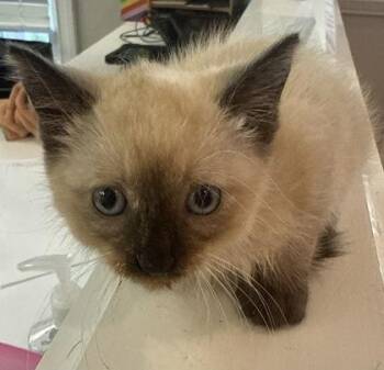 Gem -  Siamese and Domestic Short Hair Cat for Adoption in Lawrenceville, Georgia - Gem | PetCurious