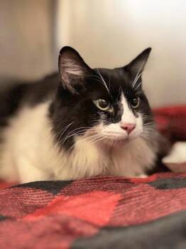 SCOTCH -  Domestic Medium Hair Cat for Adoption in Fernandina Beach, Florida - SCOTCH | PetCurious