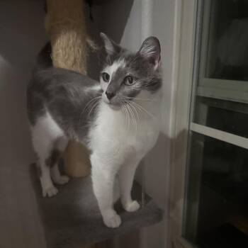 Domestic Short Hair Cats Available for Adoption in Bentonville, Arkansas - Churro | PetCurious
