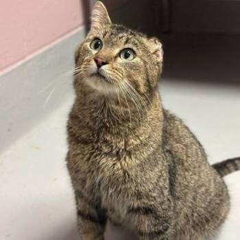 Domestic Short Hair Cats Available for Adoption - Harvey | PetCurious