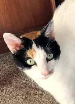 Calico Cats Available for Adoption in San Jose, California - Angel Pie | PetCurious