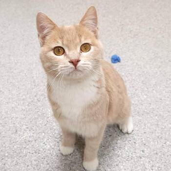 Domestic Short Hair Cats Available for Adoption - Cream Cheese | PetCurious