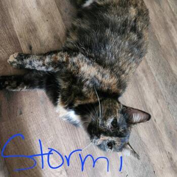 Stormi -  Domestic Short Hair Cat for Adoption in Lynchburg, Virginia - Stormi | PetCurious
