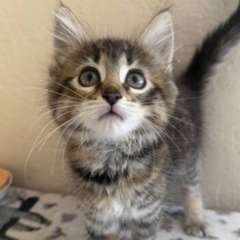 Aruba -  Domestic Medium Hair Cat for Adoption in Medford, Oregon - Aruba | PetCurious