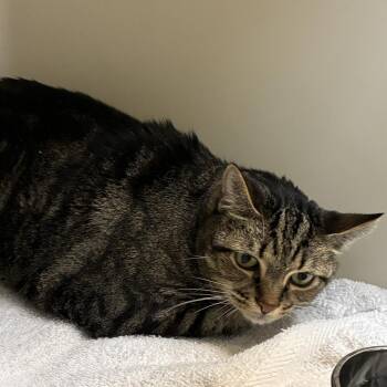 Sammie -  Domestic Short Hair Cat for Adoption in Harrisonburg, Virginia - Sammie | PetCurious