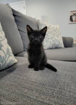 Fudge -  Domestic Short Hair Cat for Adoption in Metamora, Illinois - Fudge | PetCurious