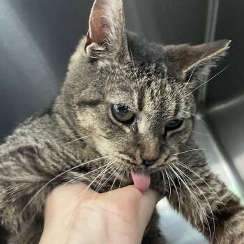 Kaylee -  Domestic Short Hair Cat for Adoption in Port Charlotte, Florida - Kaylee | PetCurious