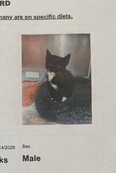 STINK BUG -  Domestic Medium Hair Cat for Adoption in Holbrook, New York - STINK BUG | PetCurious