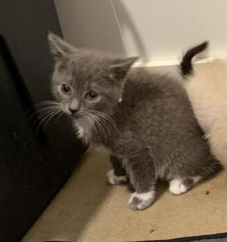 Russian Blue and Domestic Short Hair Cats Available for Adoption in Sanford, North Carolina - Lil Gray | PetCurious