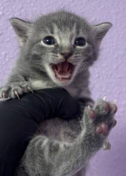 Domestic Short Hair Cats Available for Adoption - 60698784 | PetCurious