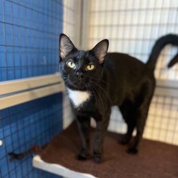 Lilith -  American Shorthair Cat for Adoption in Hull, Massachusetts - Lilith | PetCurious