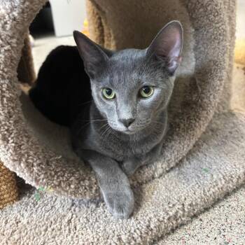 Key -  Domestic Short Hair Cat for Adoption in Sarasota, Florida - Key | PetCurious