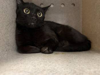 A1926406 -  Domestic Short Hair Cat for Adoption in Thousand Palms, California - A1926406 | PetCurious
