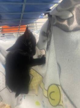 Domestic Short Hair Cats Available for Adoption in Gainesville, Florida - Noir | PetCurious