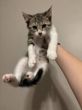 Whisp -  Domestic Short Hair Cat for Adoption in Salisbury, North Carolina - Whisp | PetCurious