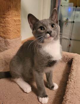 Simone -  Domestic Short Hair Cat for Adoption in Fullerton, Pennsylvania - Simone | PetCurious