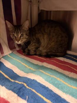 Domestic Short Hair Cats Available for Adoption in Derwood, Maryland - NOVA | PetCurious