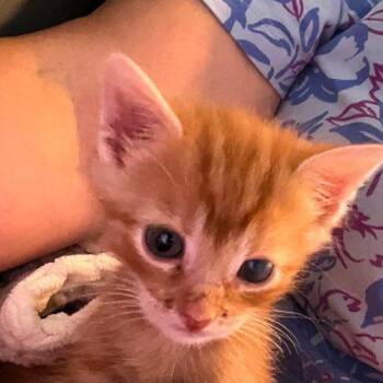 Sunny -  Domestic Short Hair Cat for Adoption in Verona, New Jersey - Sunny | PetCurious