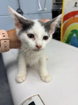 Apple Butter -  Domestic Short Hair Cat for Adoption in Richmond, Virginia - Apple Butter | PetCurious