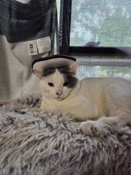 Rescue Domestic Short Hair Cats for Adoption in Indianapolis, Indiana - Riccar | PetCurious