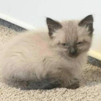 Harriet -  Siamese Cat for Adoption in New Braunfels, Texas - Harriet | PetCurious