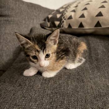 Chia -Costa Mesa Location -  Domestic Short Hair Cat for Adoption in Chino Hills, California - Chia -Costa Mesa Location | PetCurious