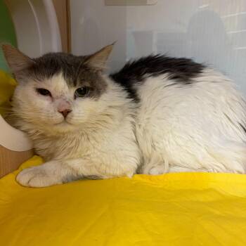 Domestic Medium Hair Cats Available for Adoption - Namby-pamby | PetCurious