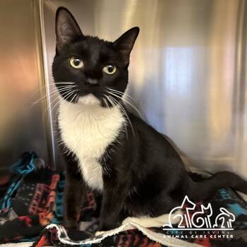 Rescue Domestic Short Hair Cats for Adoption in Irvine, California - SOCKS | PetCurious