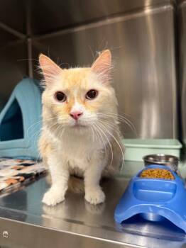 Bubba -  Domestic Long Hair Cat for Adoption in Twentynine Palms, California - Bubba | PetCurious