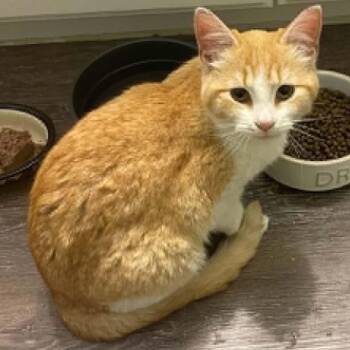 Emmy - Full of Love -  Domestic Short Hair Cat for Adoption in Hamilton, Ontario - Emmy - Full Of Love | PetCurious