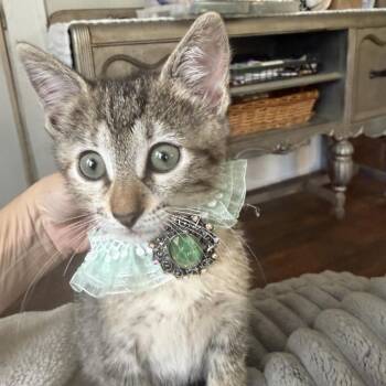 Garnet -  Domestic Short Hair and American Shorthair Cat for Adoption in Houston, Texas - Garnet | PetCurious