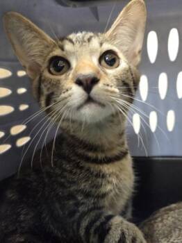 Owl -  Domestic Short Hair Cat for Adoption in Honolulu, Hawaii - Owl | PetCurious