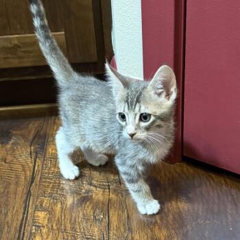 Tabby Cats Available for Adoption in Pasco, Washington - Alka Seltzer | PetCurious