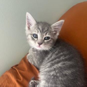Domestic Medium Hair Cats Available for Adoption in Fredericksburg, Virginia - Pay It Forward | PetCurious