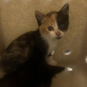Domestic Short Hair Cats Available for Adoption in Philadelphia, Pennsylvania - Francine | PetCurious