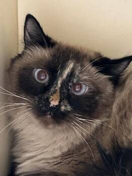 Wilma -  Domestic Medium Hair Cat for Adoption in Hamilton, Montana - Wilma | PetCurious
