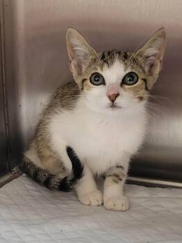 Jackie -  Domestic Short Hair Cat for Adoption in Laplace, Louisiana - Jackie | PetCurious